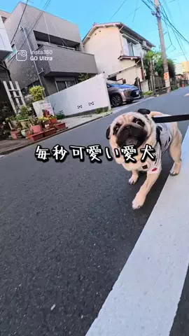 パグのむさしのTikTok投稿
