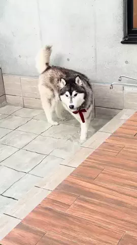 もえまつの森🌳💥のTikTok投稿