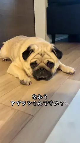 パグのむさしのTikTok投稿