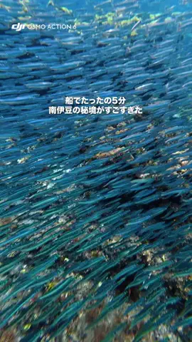 やまたび🦎【今週のデートはここで決まり】のTikTok投稿