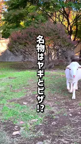 もじゃたび⌇静岡発✈︎旅行・観光・ホテルのTikTok投稿