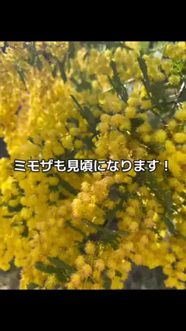 ☘️えりんこ☘️👽のTikTok投稿
