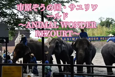 ☘️えりんこ☘️👽のTikTok投稿