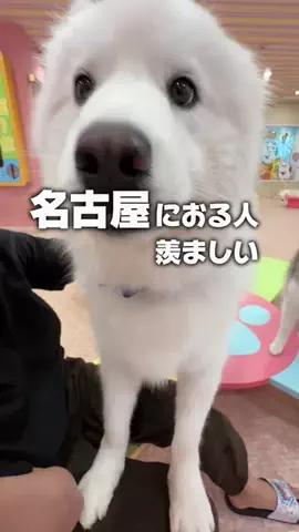 りょうまい｜おでかけ夫婦のTikTok投稿