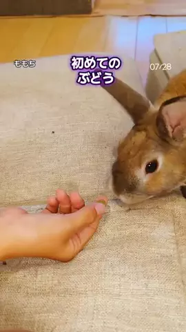 うさぎのももち4歳♂のTikTok投稿