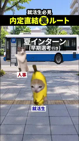 就活猫猫のTikTok投稿