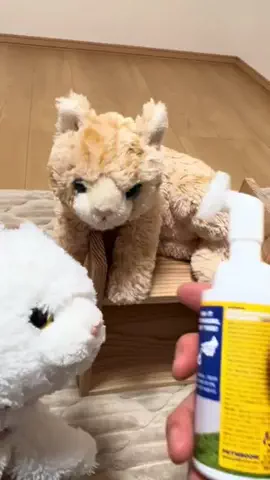 しのひろ🐲のTikTok投稿