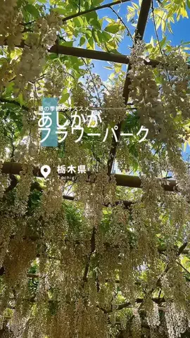 fuki_lifeのTikTok投稿