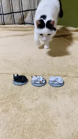 あきみ🐈ねこイラストレーターのTikTok投稿