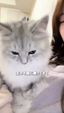 ウチの猫が彼氏すぎるのTikTok投稿