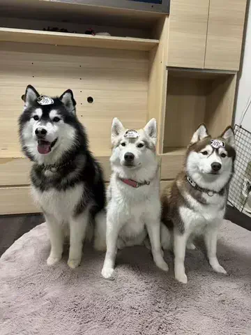 おしゃべりhusky's 善モニコ🐺🐺🐺のTikTok投稿