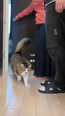 ほたてくんのTikTok投稿
