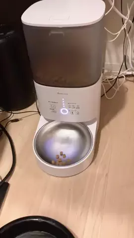 猫のナスキーのTikTok投稿
