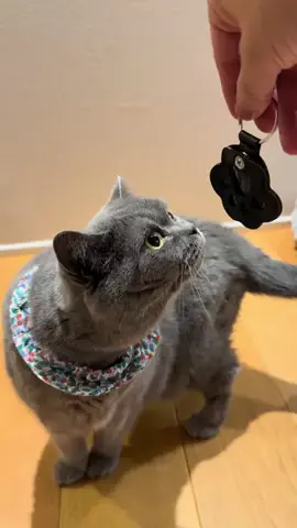 グリのTikTok PR投稿：肉球型キーホルダー🐱 毛を入れるので愛猫ちゃんといつ…
