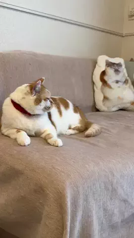 ギズモと琥珀のTikTok投稿