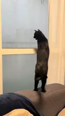 ぽぽちゃんのTikTok投稿