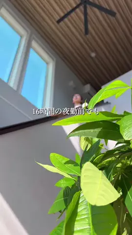 ちこのおうちのTikTok投稿