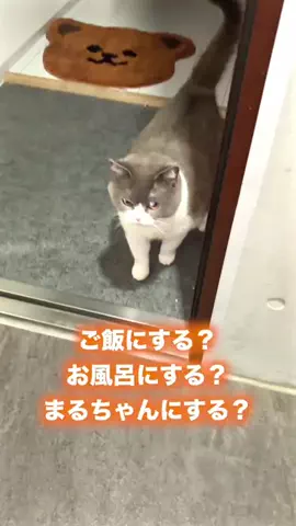 まる🐯🐾のTikTok投稿