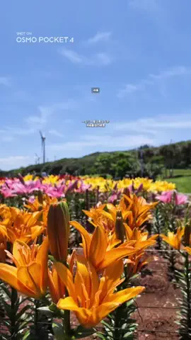 沖縄アウトドアマップ｜おふたりトラベルのTikTok投稿