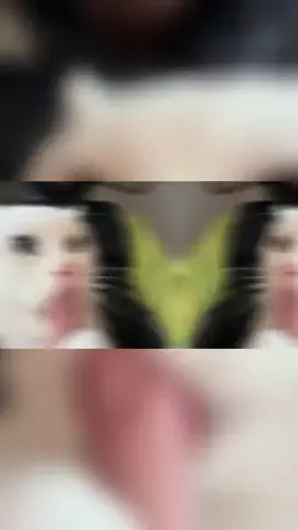 ルアさんのTikTok投稿