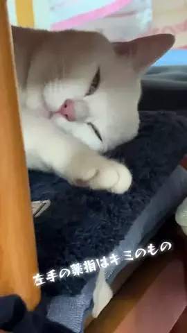 ルアさんのTikTok投稿