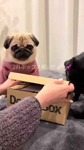 あんころとみたらし🐻🍡のTikTok投稿