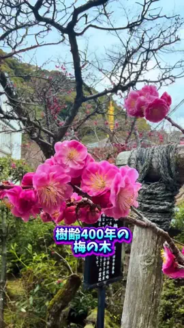 みやも人形のTikTok投稿