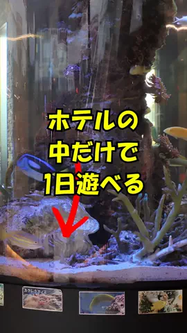 おっきー 🍍沖縄人のTikTok投稿