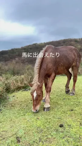 いけちゃん 🐶🫧のTikTok投稿