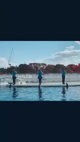 おじさんのTikTok投稿