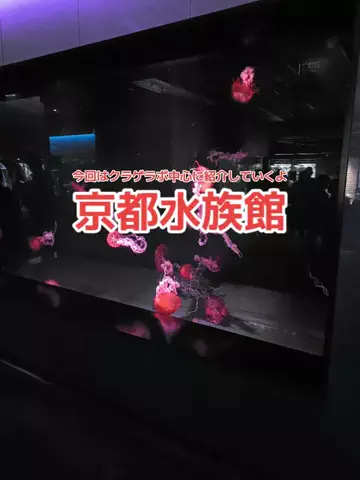 野良猫　イチくんとナナちゃんのTikTok投稿