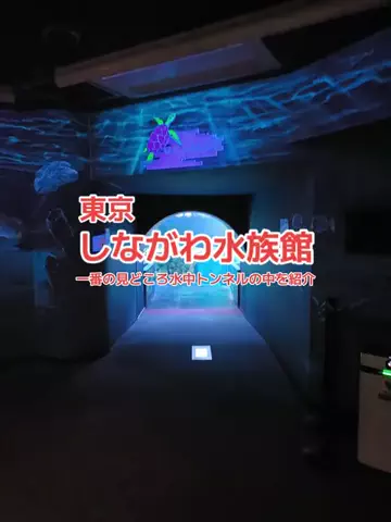 野良猫　イチくんとナナちゃんのTikTok投稿