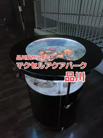 野良猫　イチくんとナナちゃんのTikTok投稿