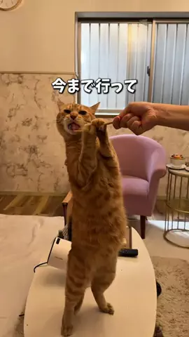 ちゃんみな｜大阪からのおでかけ情報🐙のTikTok投稿