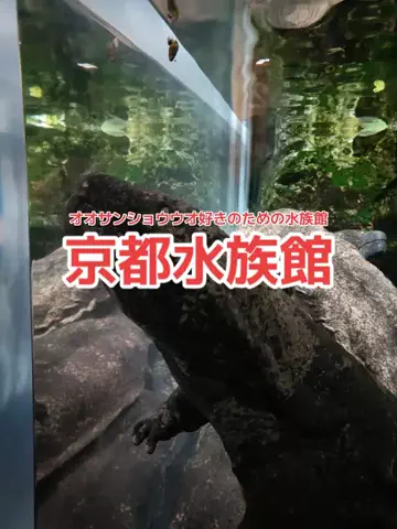 野良猫　イチくんとナナちゃんのTikTok投稿