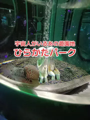 野良猫　イチくんとナナちゃんのTikTok投稿
