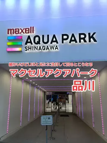 野良猫　イチくんとナナちゃんのTikTok投稿