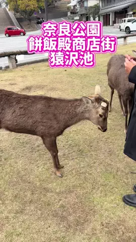 みやも人形のTikTok投稿