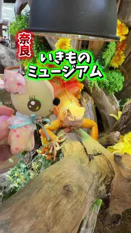 みやも人形のTikTok投稿