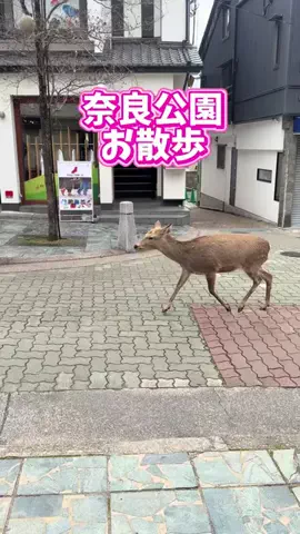 みやも人形のTikTok投稿