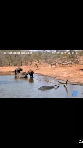 🎓N高等学校【公式】のTikTok投稿