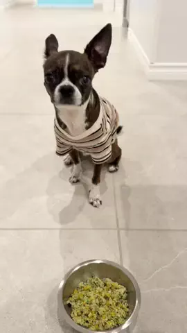bond11.11のTikTok PR投稿：　旅行中のボンドごはん🐶🍽️ 今回は初めて旅先にも @…