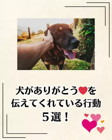 わんこの腸活のススメのTikTok投稿