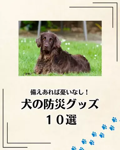 わんこの腸活のススメのTikTok投稿