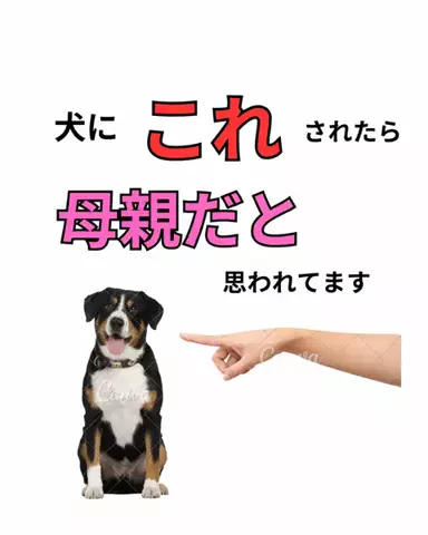 わんこの腸活のススメのTikTok投稿