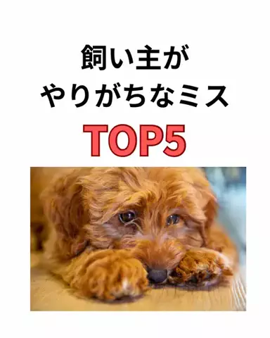 わんこの腸活のススメのTikTok投稿