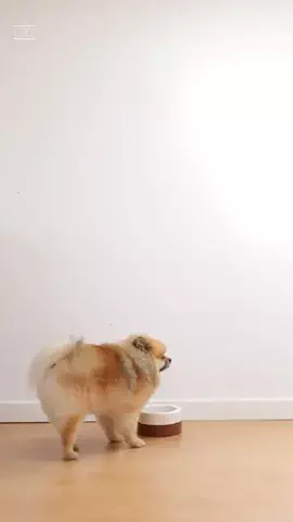 わんこの腸活のススメのTikTok投稿
