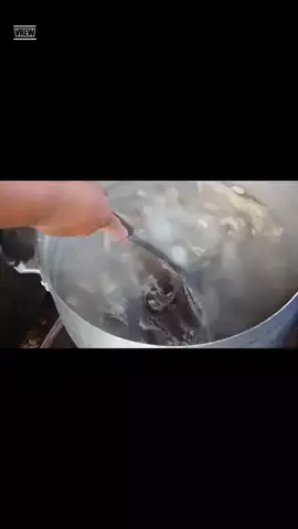わんこの腸活のススメのTikTok投稿