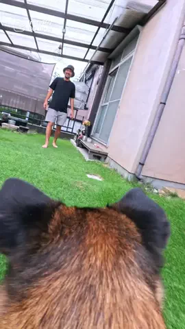 元野犬のアキのTikTok投稿