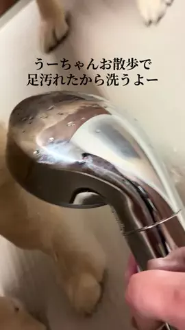 ゴールデンレトリバーの詩ちゃん🐶のTikTok投稿
